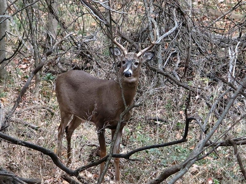 deer Dundas Valley Conservation Area deer hunt Indigenous traditions